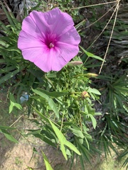 Ipomoea sagittata