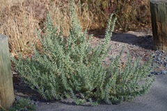 Trichostema lanceolatum