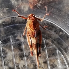 Oedipoda