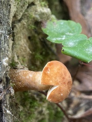 Gyroporus castaneus