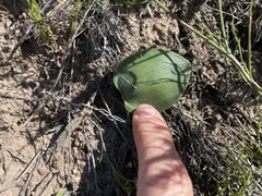 Eriospermum dielsianum