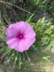 Ipomoea sagittata