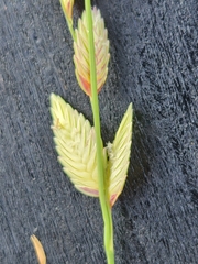 Eragrostis superba