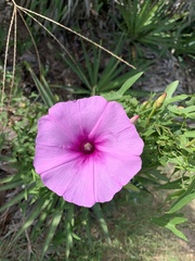 Ipomoea sagittata