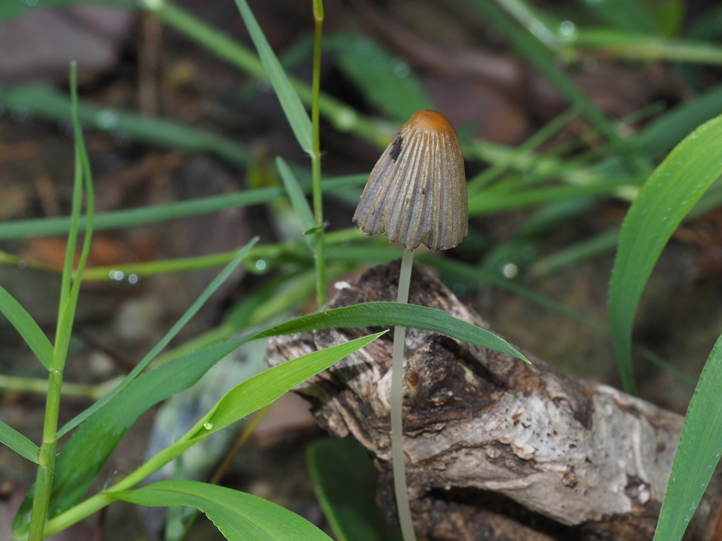 Parasola schroeteri