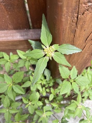 Euphorbia davidii