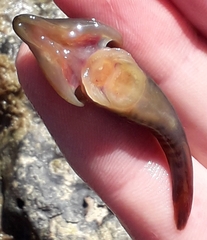 Lepadogaster lepadogaster
