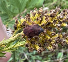 Homaemus aeneifrons