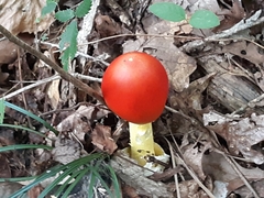 Amanita