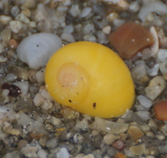 Littorina