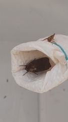 Noctua pronuba