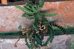 Asplenium ceterach