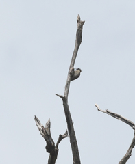 Yungipicus moluccensis