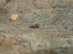 Dragonana dracontea
