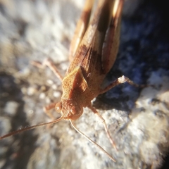 Oedipoda