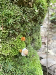 Gyroporus castaneus