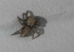 Habronattus klauseri