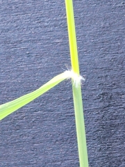 Eragrostis superba
