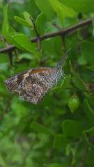Libytheana carinenta mexicana