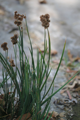 Juncus xiphioides