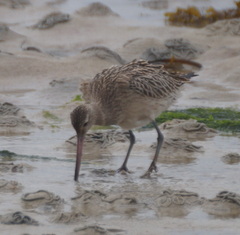Limosa lapponica
