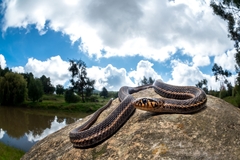 Thamnophis scalaris