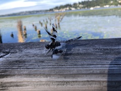 Libellula forensis