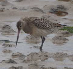 Limosa lapponica