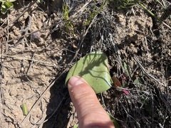 Eriospermum dielsianum