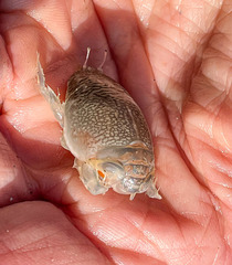 Emerita analoga
