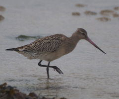 Limosa lapponica