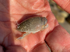 Emerita analoga