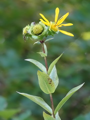 Silphium