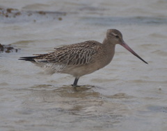 Limosa lapponica
