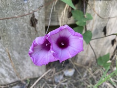 Ipomoea cordatotriloba