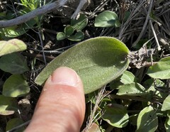 Eriospermum dielsianum