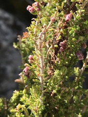 Erica hispiduloides