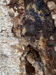 Pseudotephritina