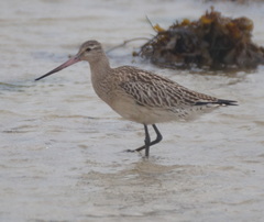 Limosa lapponica