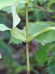 Silphium