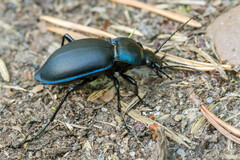 Carabus violaceus