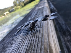 Libellula forensis