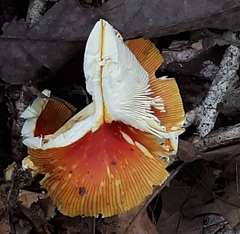 Amanita