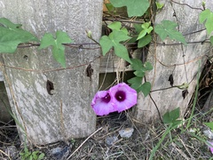 Ipomoea cordatotriloba