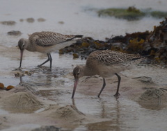 Limosa lapponica