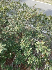 Frangula californica