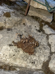 Ptychostomum capillare