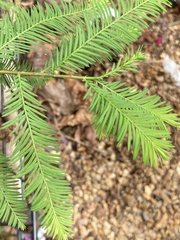 Taxodium distichum