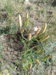 Ipomopsis longiflora