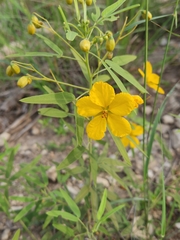 Senna roemeriana